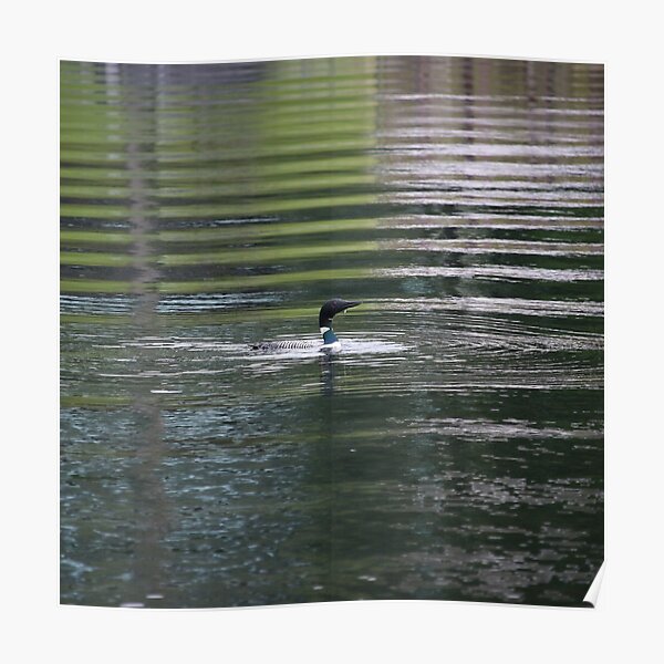 Loon Poster