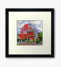Illawarra Flame tree & Jacaranda Framed Print