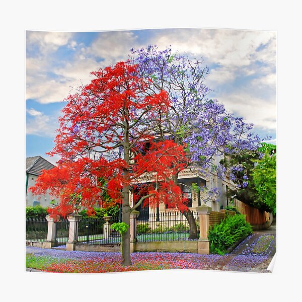 Illawarra Flame tree & Jacaranda Poster