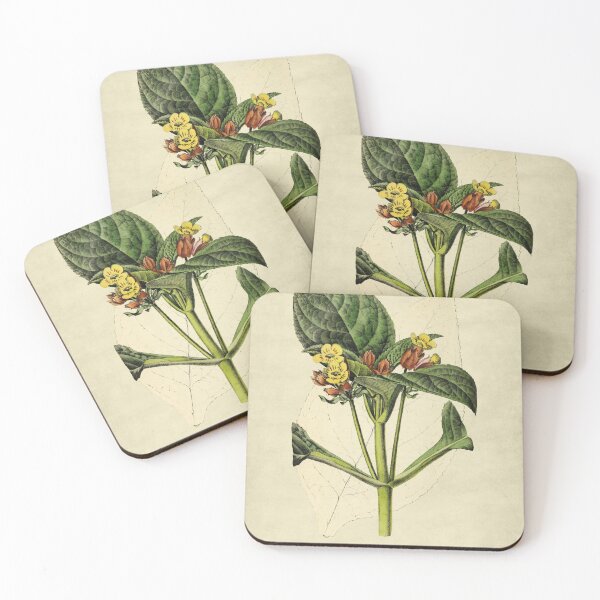 Item preview, Chrysothemis  Aurantiaca With Description designed and sold by ptMaker.