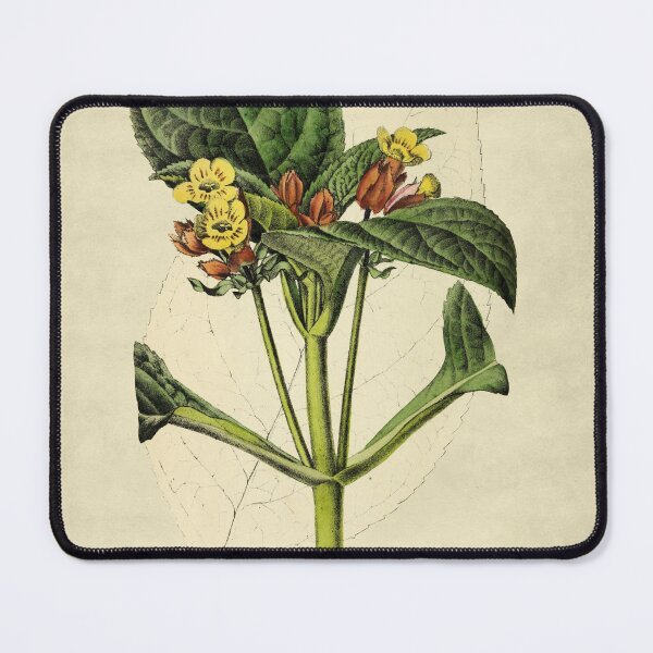 Item preview, Chrysothemis  Aurantiaca With Description designed and sold by ptMaker.