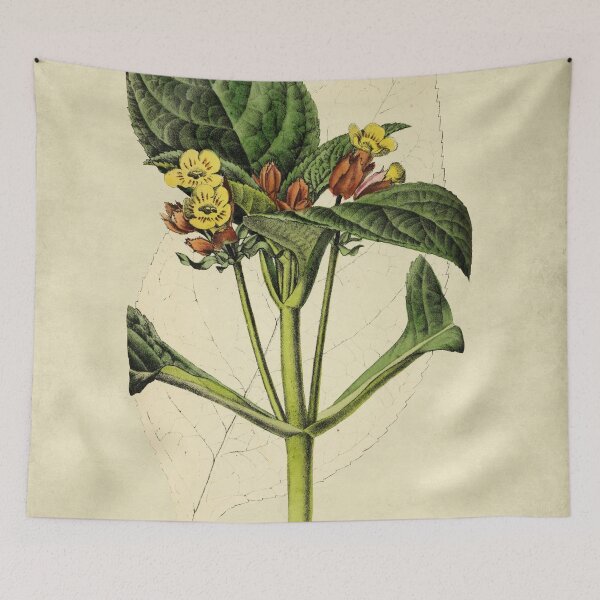 Item preview, Chrysothemis  Aurantiaca With Description designed and sold by ptMaker.