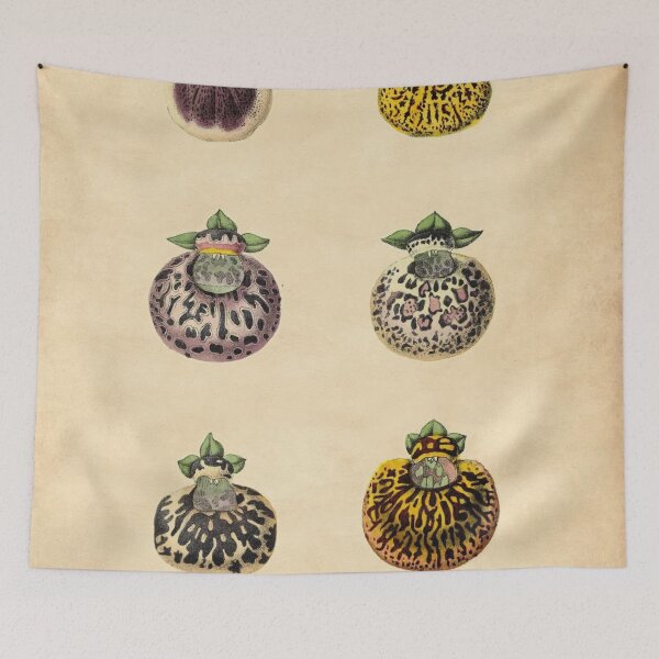 Item preview, Calceolaires Varieties With Details designed and sold by ptMaker.
