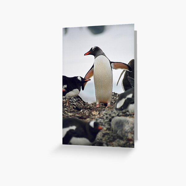 Item preview, Gentoo penguin "Pygoscelis papua" #2 designed and sold by Rosie Appleton.