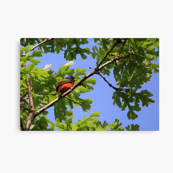Painted Bunting Gifts & Merchandise Redbubble