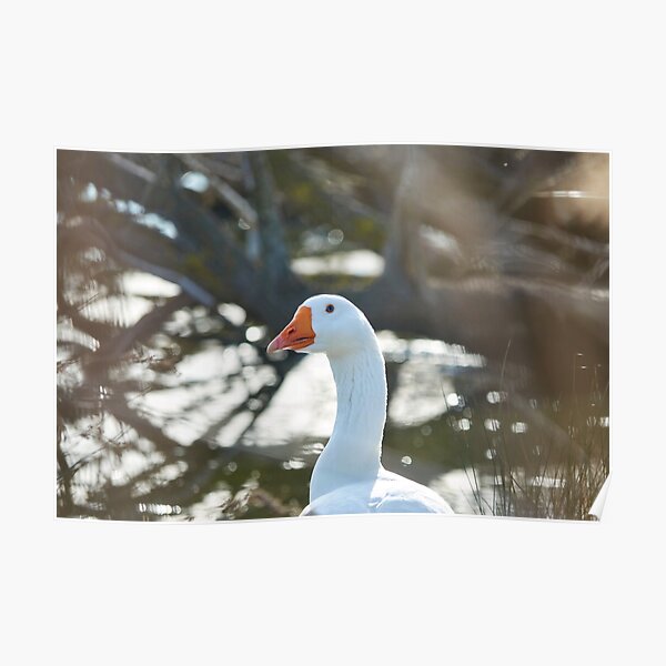 A goose posing Poster