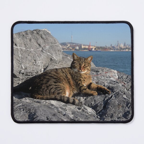 Item preview, Street cat in Istanbul relaxing on the rocks by the Bosphorus designed and sold by Random Railways.