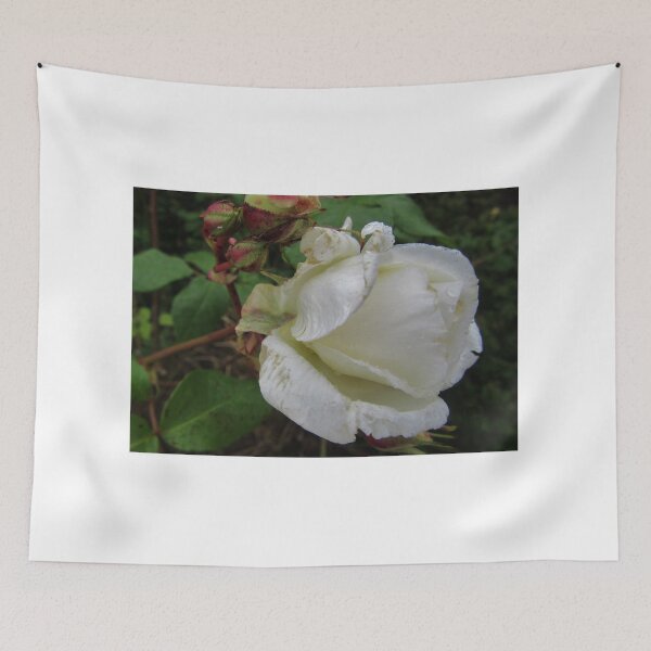 Item preview, Budding White Rose designed and sold by lezvee.