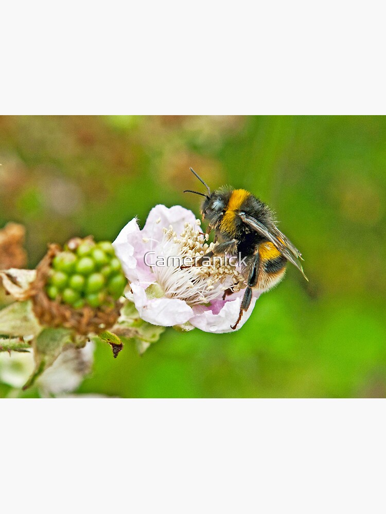 Garden Bumble Bee Metal Floating Sign - Flowers, Spring Honey Bee