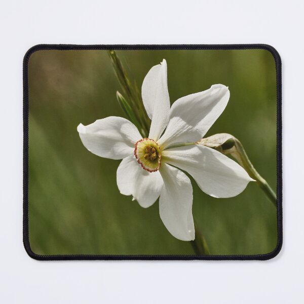 Item preview, Grandalla designed and sold by joan manel zamora.