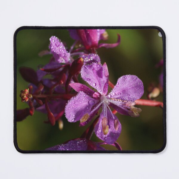 Item preview, Flower designed and sold by joan manel zamora.