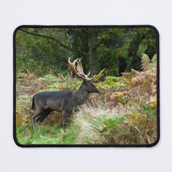 Item preview, Fallow Deer on Cannock Chase Staffordshire designed and sold by Cameranick.