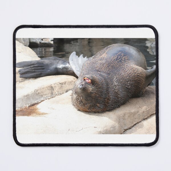 Item preview, South American Fur Seal designed and sold by aquabella.