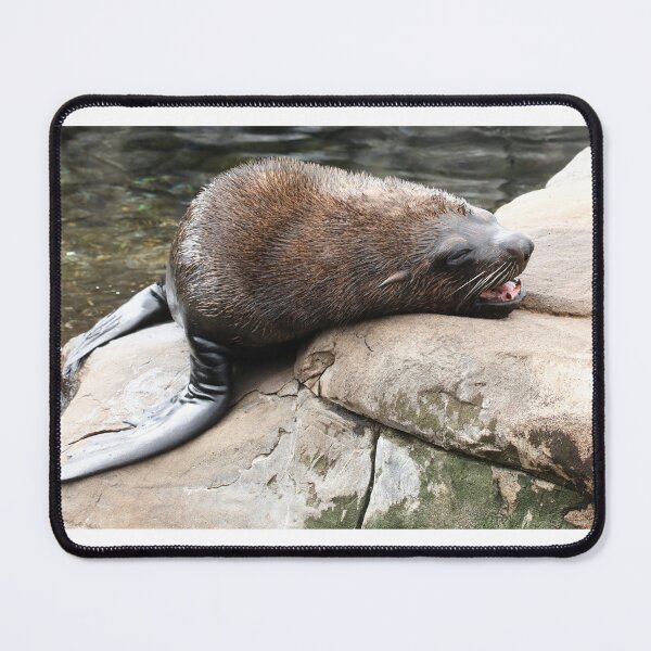 Item preview, South American Fur Seal designed and sold by aquabella.