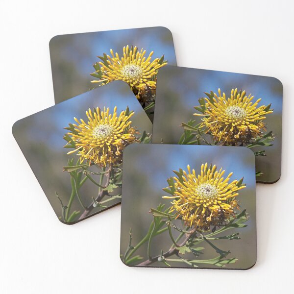 Item preview, A bushland beauty ~ Isopogon anemonifolius (Drumstick) designed and sold by Robert Elliott.
