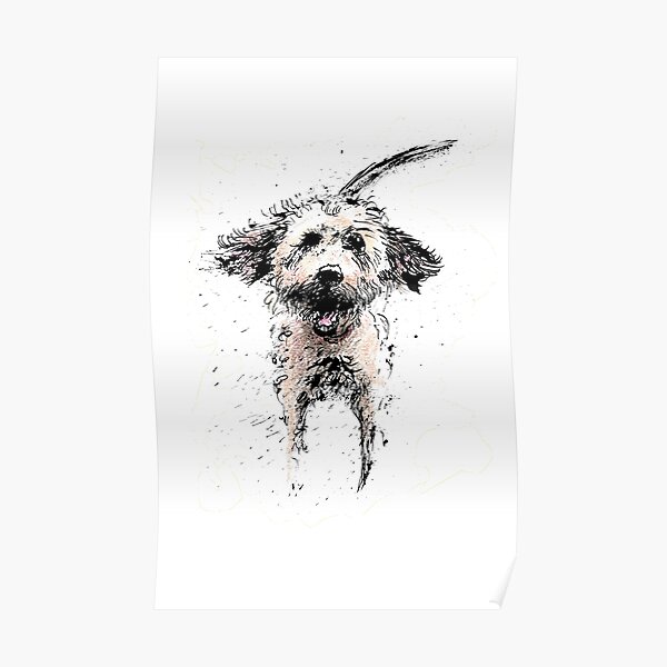 Labradoodle Larking! Poster