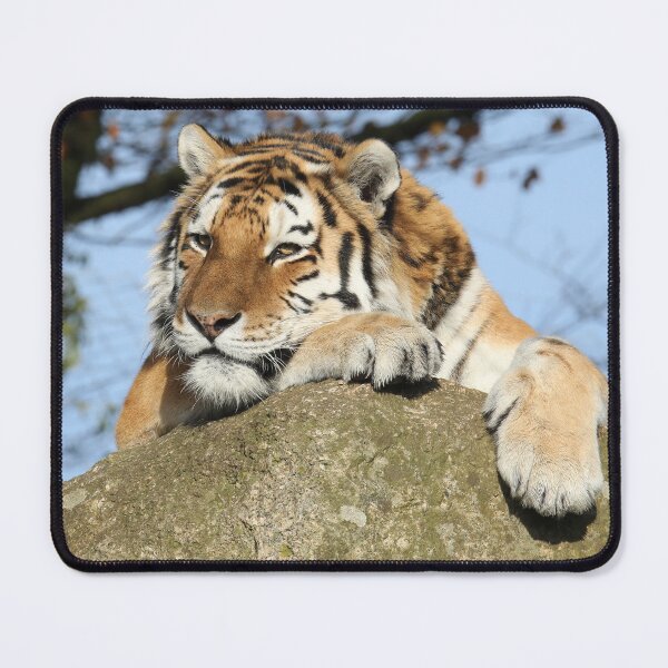 Item preview, Dragan designed and sold by aquabella.