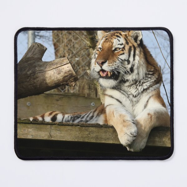Item preview, Dragan designed and sold by aquabella.
