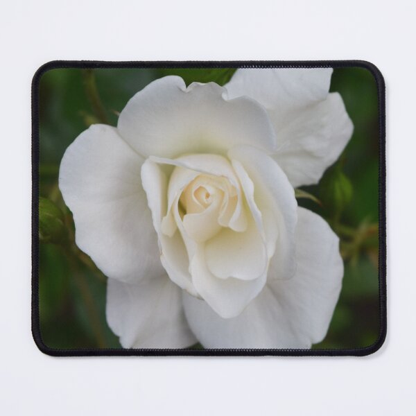 Item preview, White rose designed and sold by Linnys-Designs.