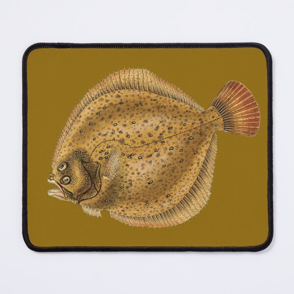 Item preview, Turbot, flatfish  (Scophthalmus maximus) designed and sold by Luggnagg.