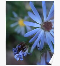 Flowers in Layer (and Lavender) Poster