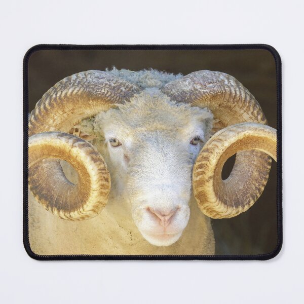 Item preview, Adult Sheep Ram Headshot. Animal Pen in North America. designed and sold by yhelfman.