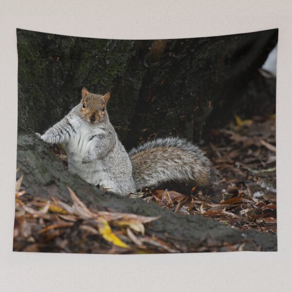 Item preview, Squirrel designed and sold by craigewmcg123.