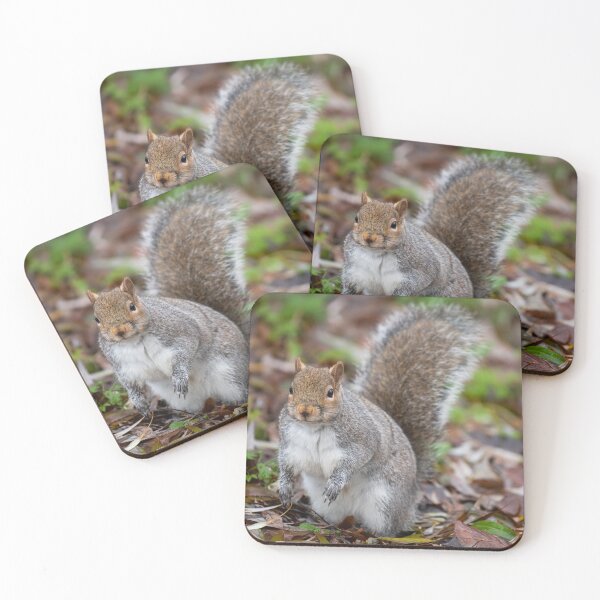 Item preview, Squirrel designed and sold by craigewmcg123.
