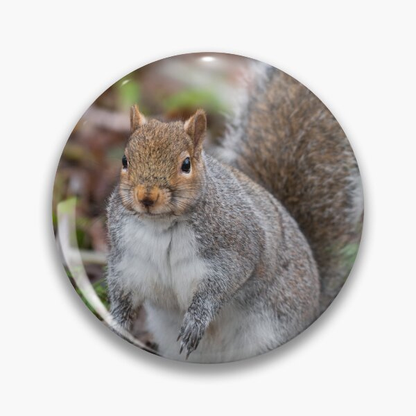 Item preview, Squirrel designed and sold by craigewmcg123.