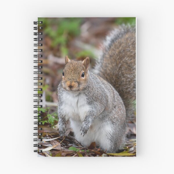 Item preview, Squirrel designed and sold by craigewmcg123.