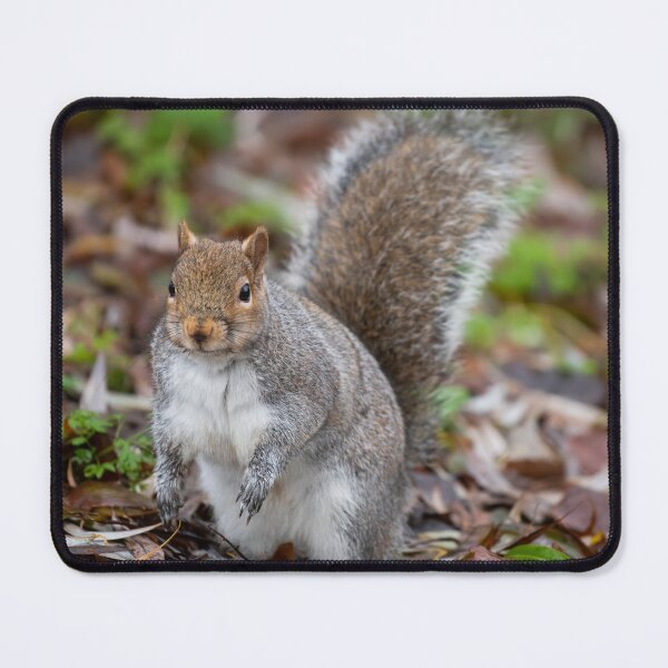 Item preview, Squirrel designed and sold by craigewmcg123.