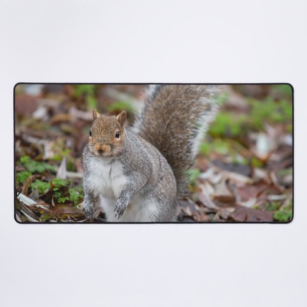 Item preview, Squirrel designed and sold by craigewmcg123.