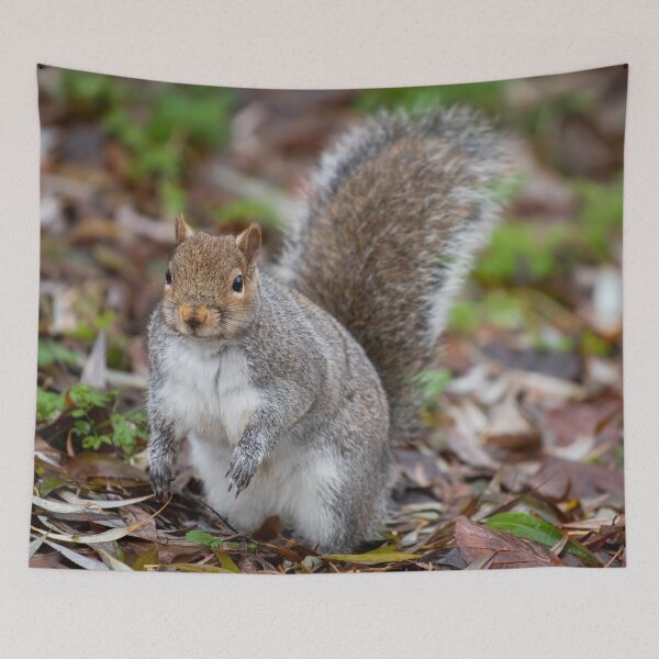 Item preview, Squirrel designed and sold by craigewmcg123.