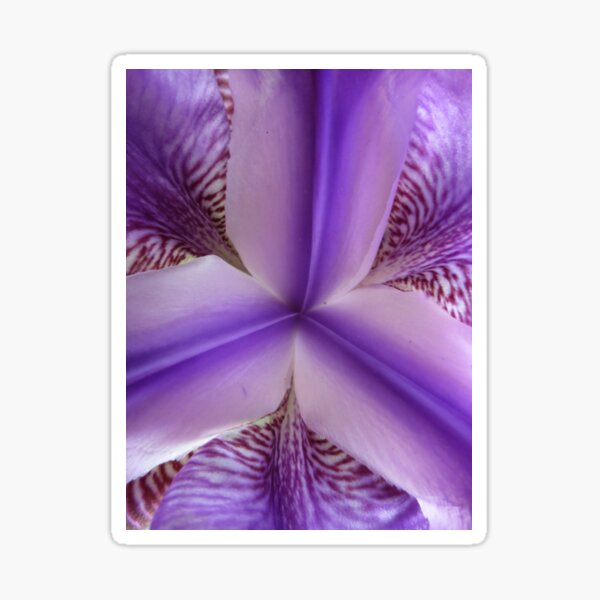 Purple Iris Sticker