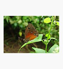 Saona Ringlet Butterfly Photographic Print