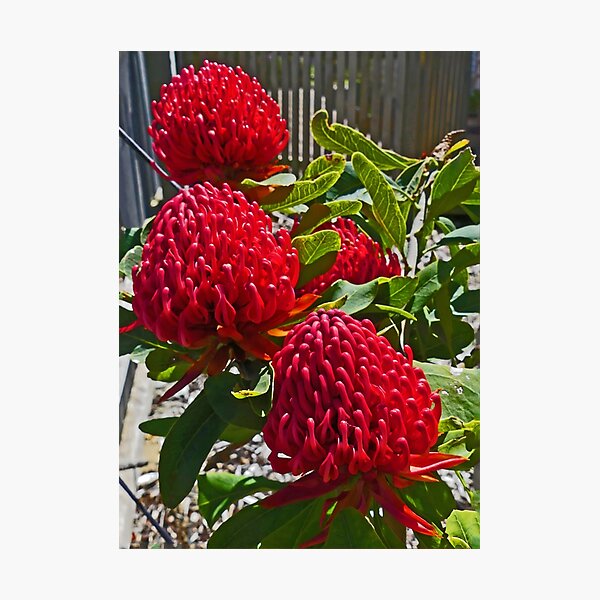Item preview, Crimson Shady Lady designed and sold by Graeme  Hyde.