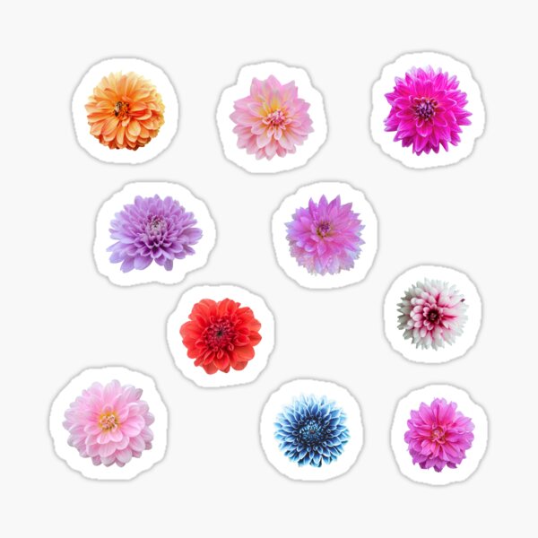 Item preview, Mixed Color Garden Dahlia Flowers  designed and sold by silviaol.