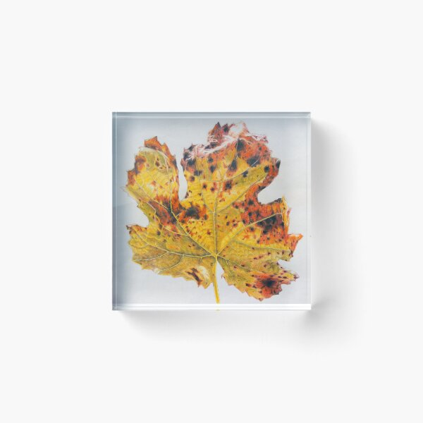Item preview, Autumn Leaf Detail Coloured Pencil Drawing designed and sold by Vicki Syme.