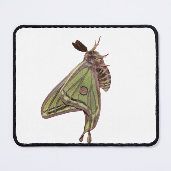 Item preview, Graellsia isabellae / Spanish moon moth male  designed and sold by Entomologist.