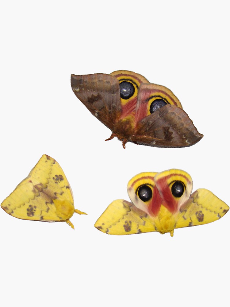 Sticker: IO Moth