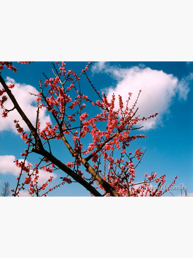 Thumbnail 2 of 2, Greeting Card, Cherry Tree designed and sold by tomoenk6.