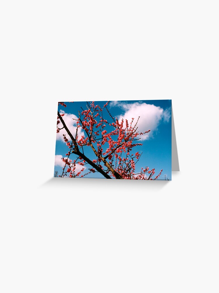 Thumbnail 1 of 2, Greeting Card, Cherry Tree designed and sold by tomoenk6.