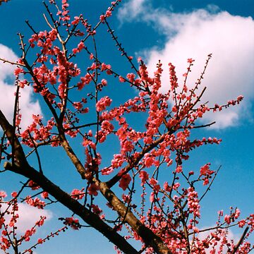 Artwork thumbnail, Cherry Tree by Tomoe Nakamura