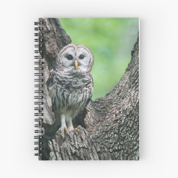 Item preview, Mama Barred Owl designed and sold by Puttaswamy Ravishankar.