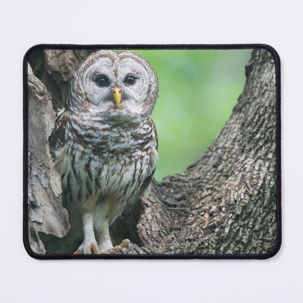 Item preview, Mama Barred Owl designed and sold by Puttaswamy Ravishankar.