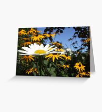 " The Bandit " Greeting Card