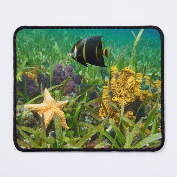 Item preview, Colorful sea life underwater in the Caribbean sea designed and sold by Seaphotoart.
