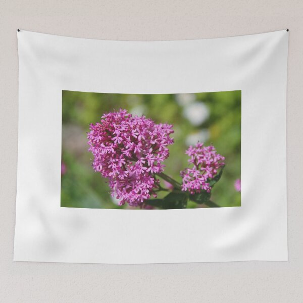 Item preview, Roadside Valerian  (Valeriana officinalis, Caprifoliaceae) designed and sold by lezvee.