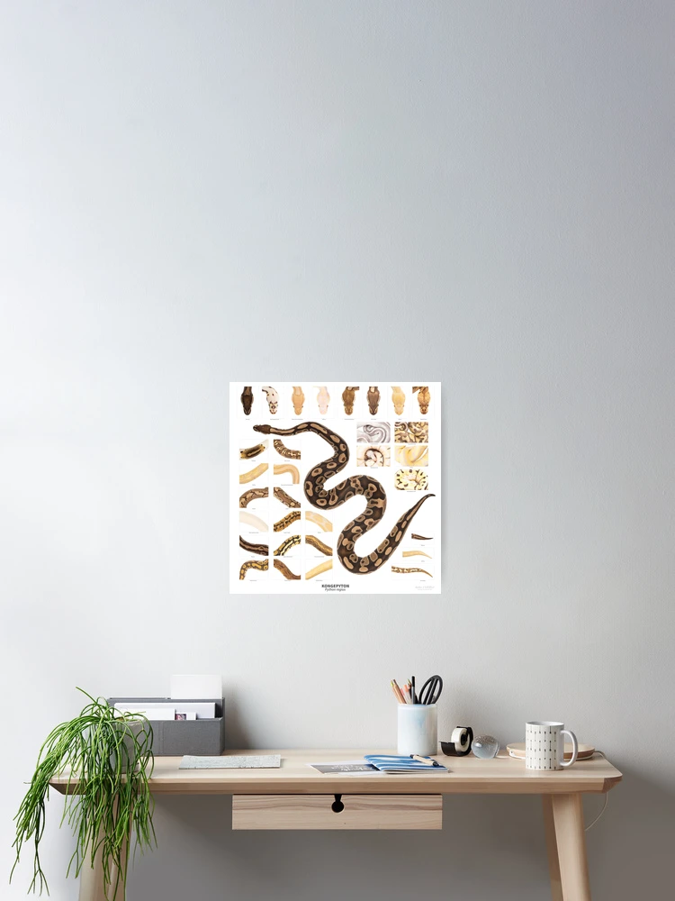 Thumbnail 2 of 3, Poster, Ball Python - Variation designed and sold by Thor Håkonsen.