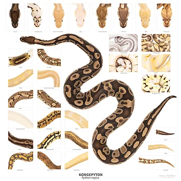 Artwork thumbnail, Ball Python - Variation by Thor Håkonsen